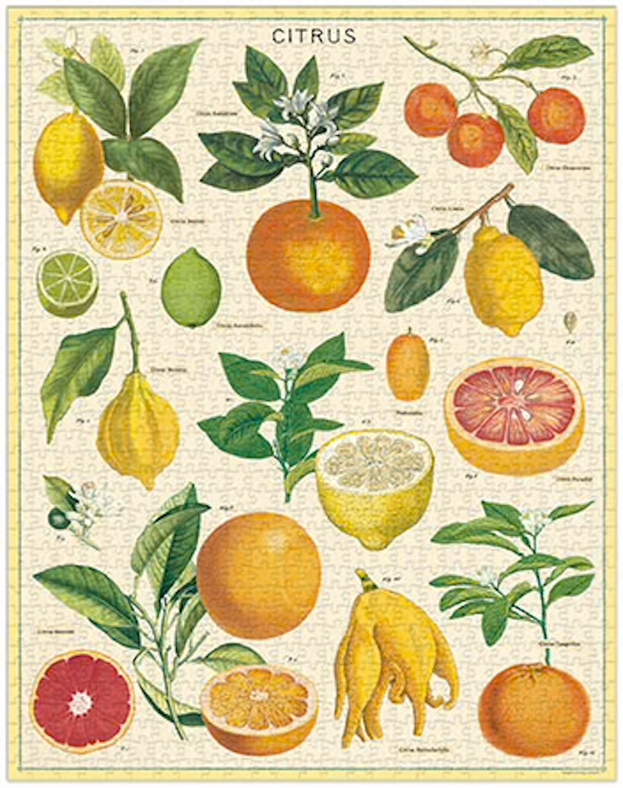Citrus - Vintage Puzzle von Cavallini - 1.000 Teile Citrus - Vintage Puzzle von Cavallini - 1.000 Teile