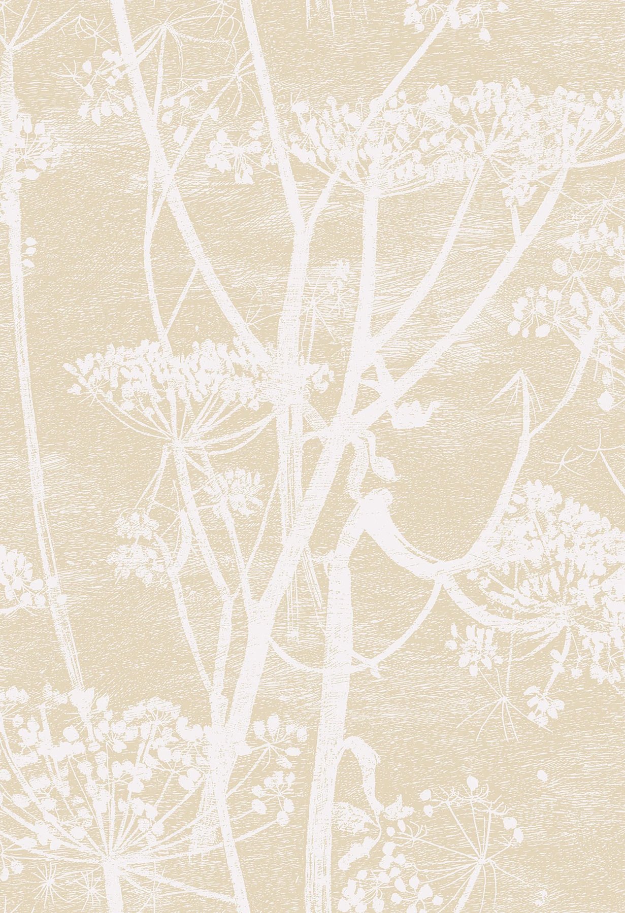 Cow Parsley Tapete - 66/7049 - Cole&Son - New Contemporary von Cole&Son aus der Kategorie The Contemporary Collection mit der Artikelnummer 66-7049