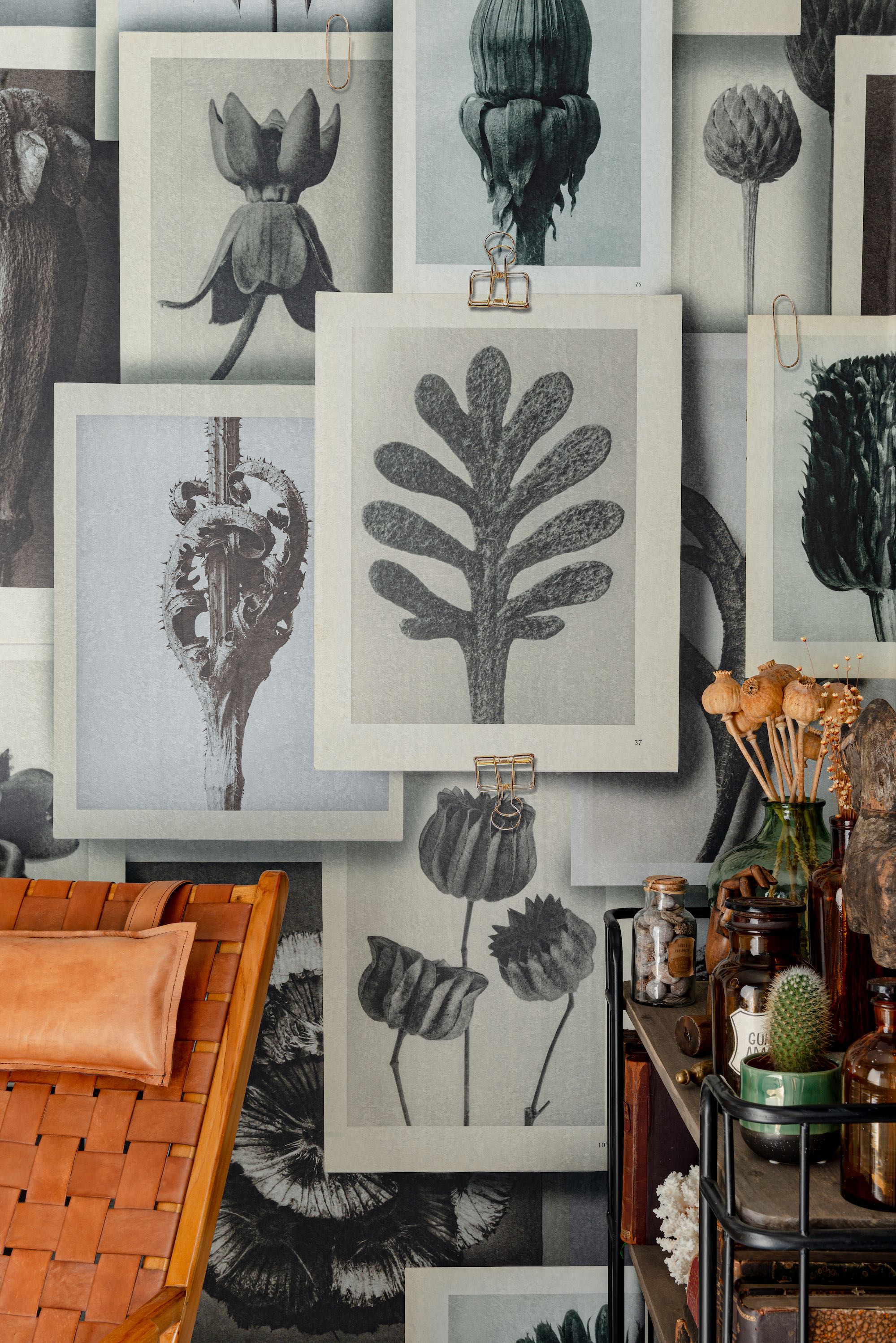 Tapete BLOSSFELDT'S ART FORMS-WP20595-MINDTHEGAP-The Artist's House Tapete BLOSSFELDT'S ART FORMS von MINDTHEGAP aus der Kategorie The Artist's House mit der Artikelnummer WP20595