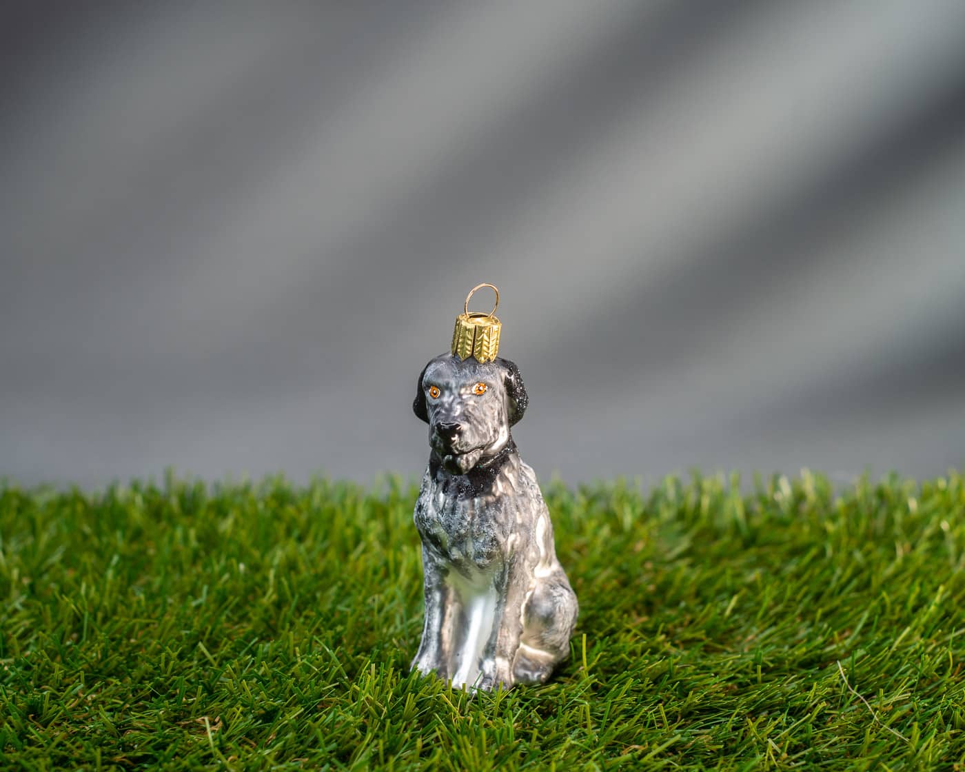 Deutsch Drahthaar - Christbaumschmuck aus Glas von Weihnachtsland aus der Kategorie Hunde und Katzen mit der Artikelnummer OF23370