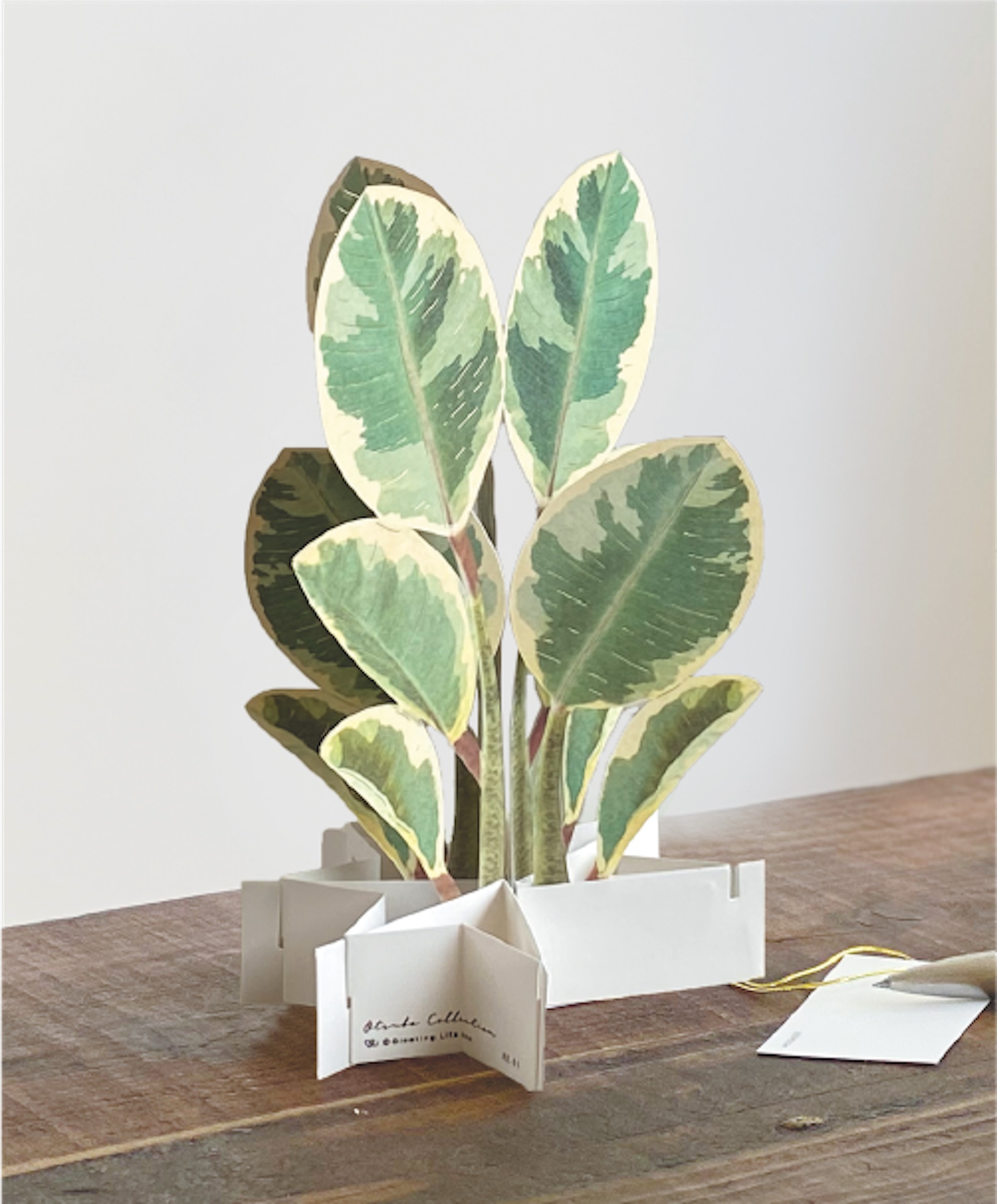 #20 Hohe Feige / Ficus altissima - 3D Blooming Card