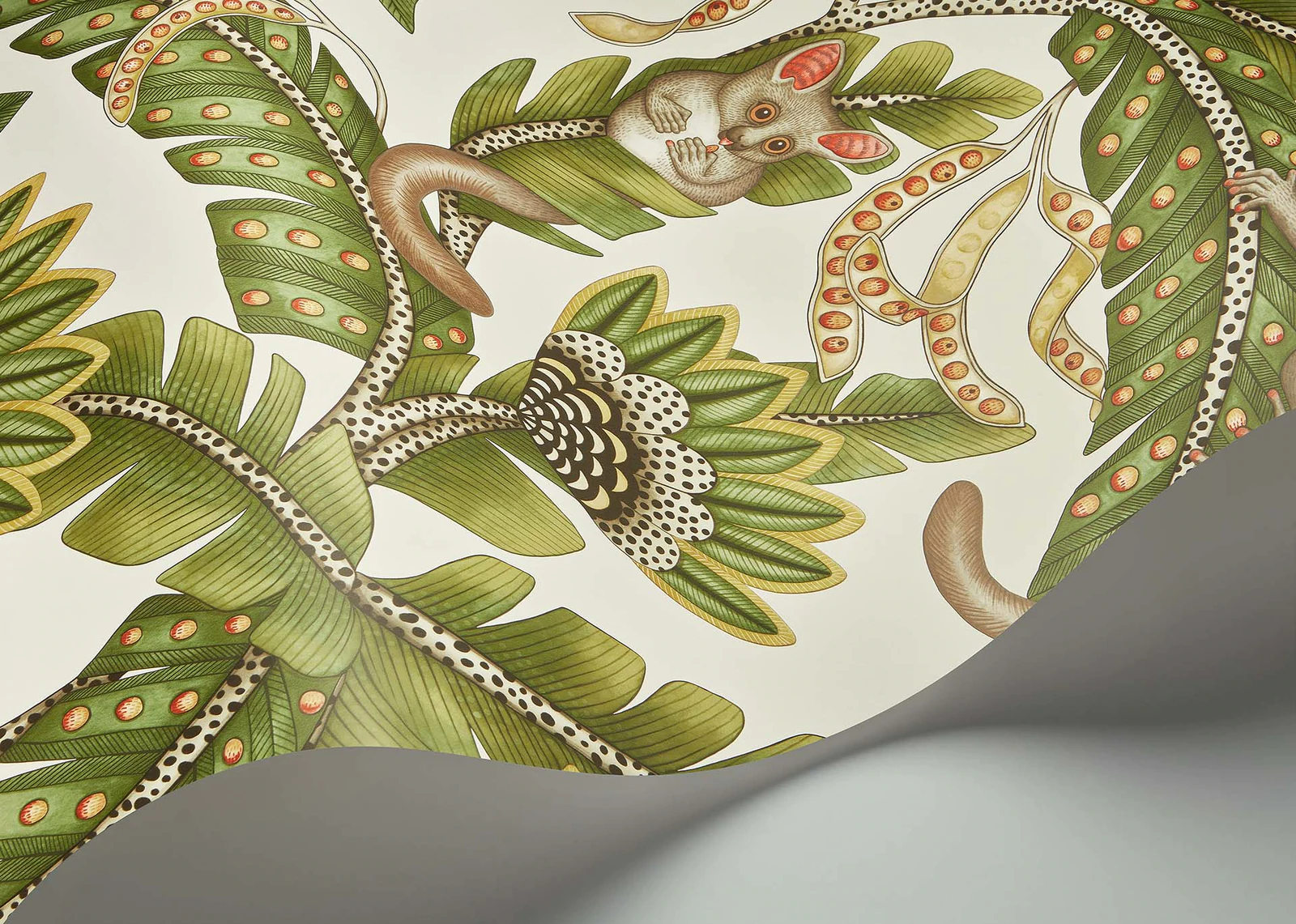 Bush Baby Tapete - 119/7032 - Cole&Son - Ardmore - Jabula-119-7032-Cole&Son-Ardmore Jabula Bush Baby Tapete - 119/7032 - Cole&Son - Ardmore - Jabula von Cole&Son aus der Kategorie Ardmore Jabula mit der Artikelnummer 119-7032
