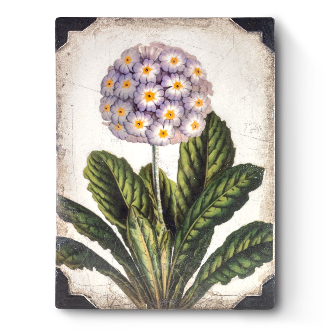 T460 - First Bloom *retired*- Memory Block Sid Dickens-T460-Sid Dickens-Memory Blocks T460 - First Bloom *retired*- Memory Block Sid Dickens von Sid Dickens aus der Kategorie Memory Blocks mit der Artikelnummer T460