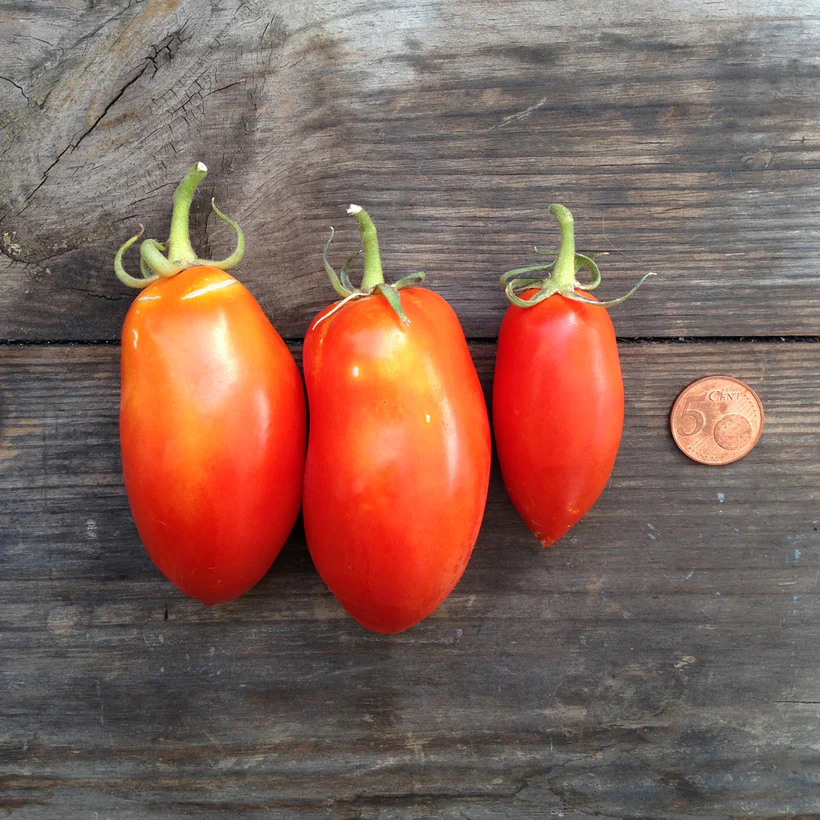 Italienische Tomatensoße - Saatgut Set Piccolo Seeds