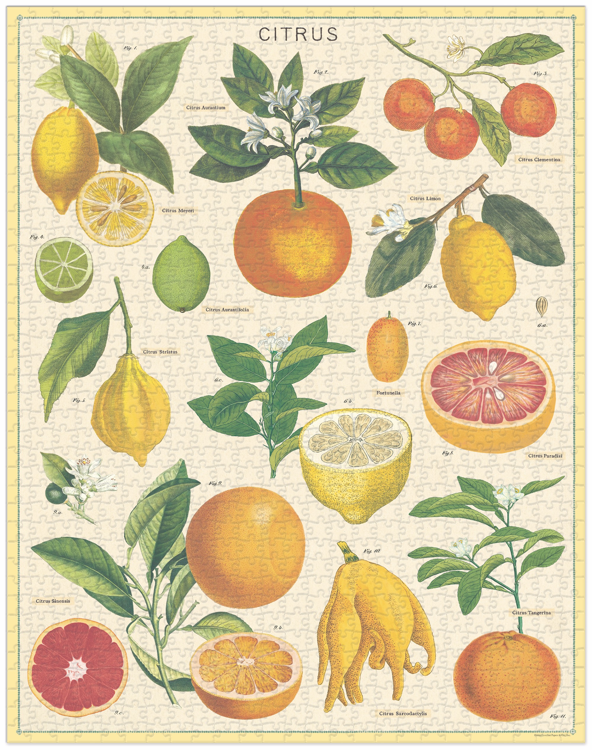 Citrus - Vintage Puzzle von Cavallini - 1.000 Teile