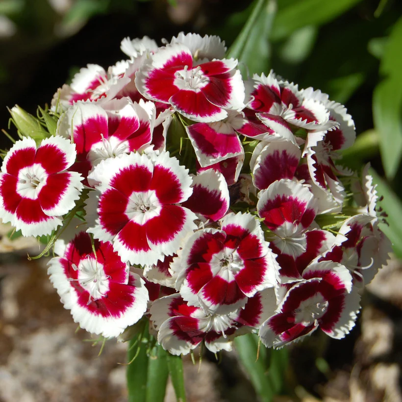 Backen mit Blumen - Saatgut Set Piccolo Seeds von Piccolo Seeds aus der Kategorie Saatgut Urban Gardening mit der Artikelnummer PS2013