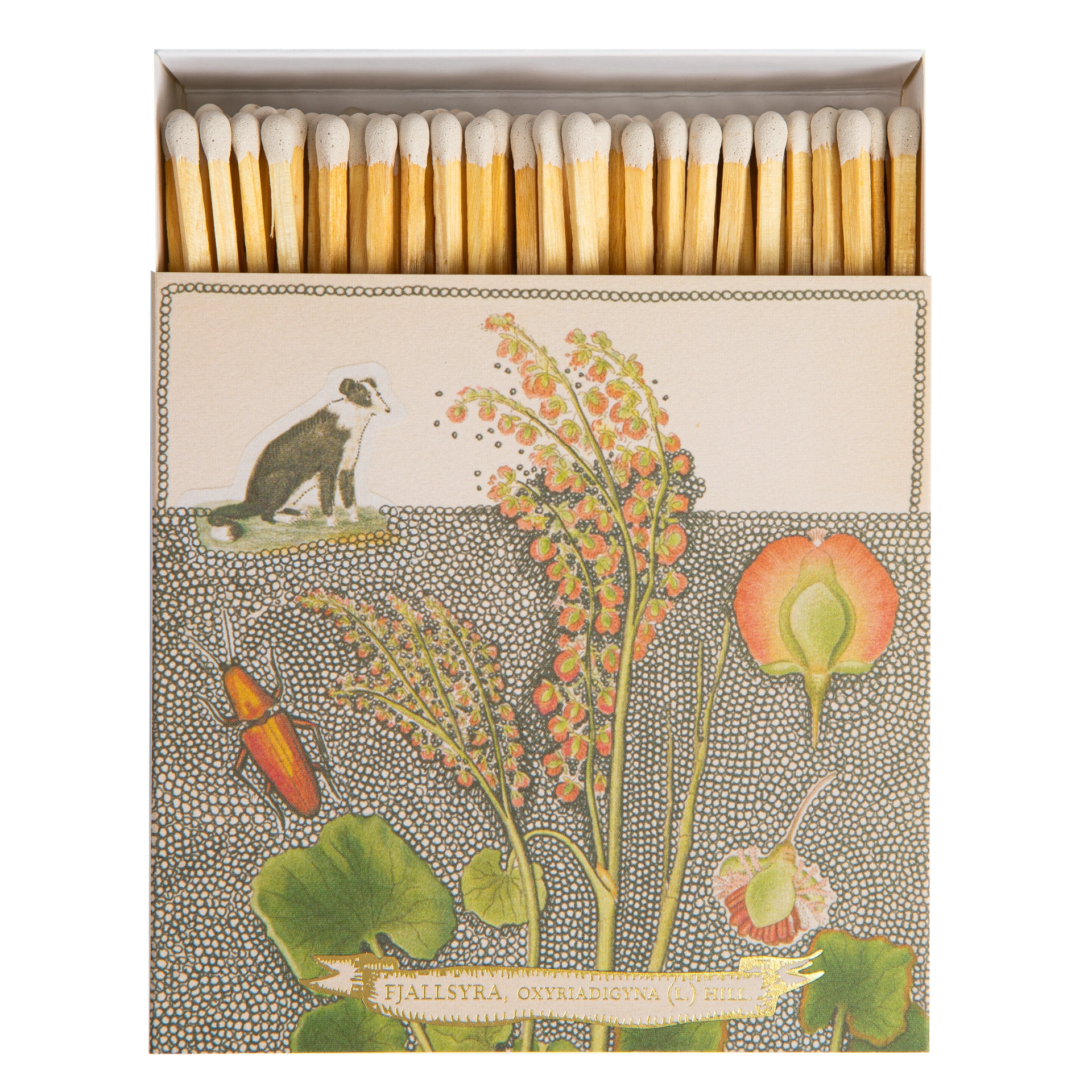 Streichhölzer "Chien Botanical Drawing"