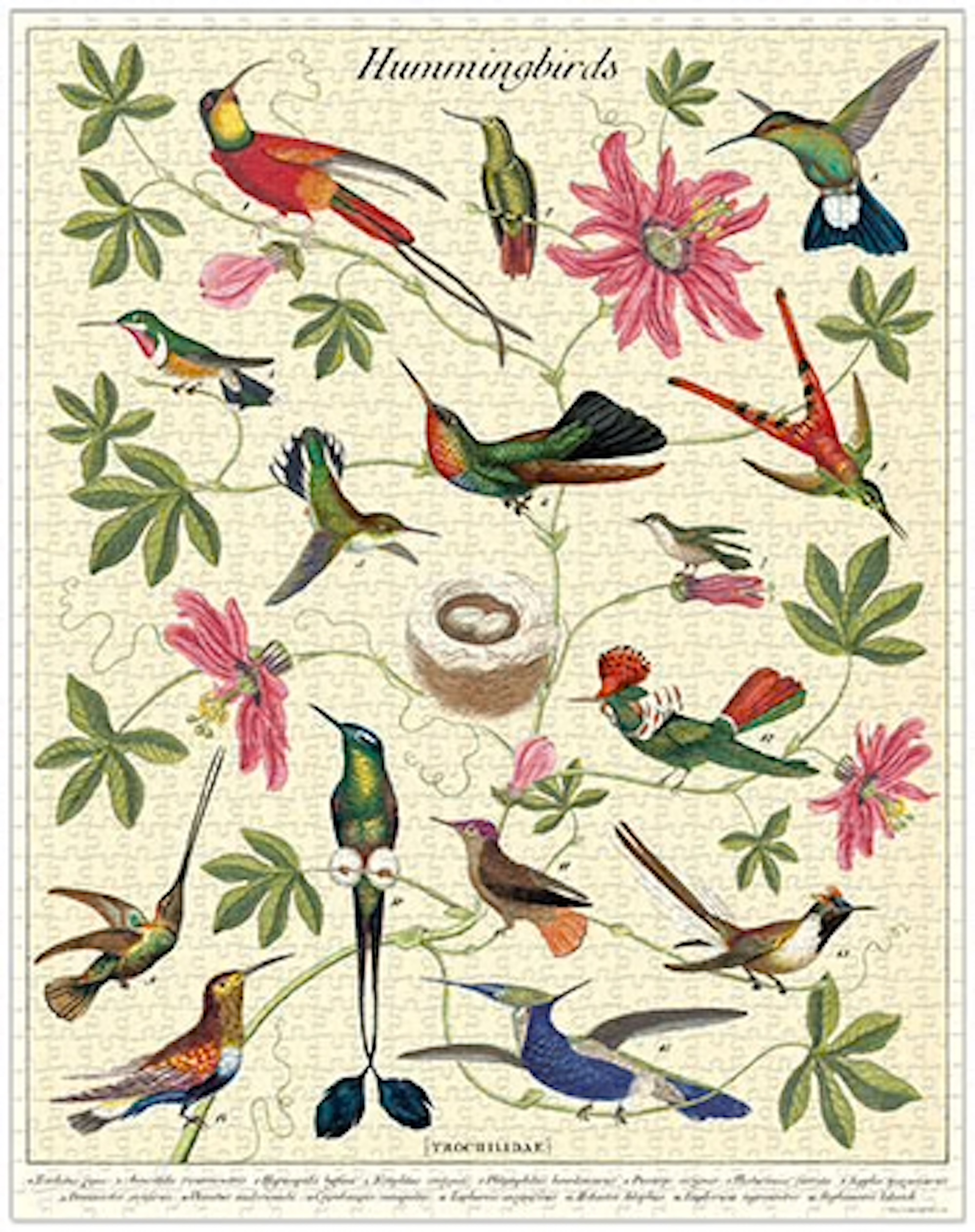Hummingbirds - Vintage Puzzle von Cavallini - 1.000 Teile Hummingbirds - Vintage Puzzle von Cavallini - 1.000 Teile