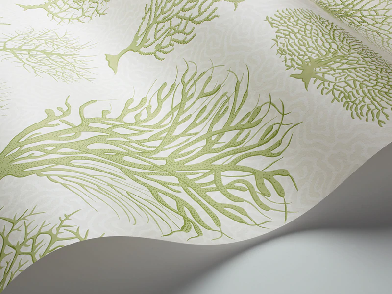 Seafern Tapete - 107/2008 - Cole&Son - Curio von Cole&Son aus der Kategorie Curio mit der Artikelnummer 107-2008
