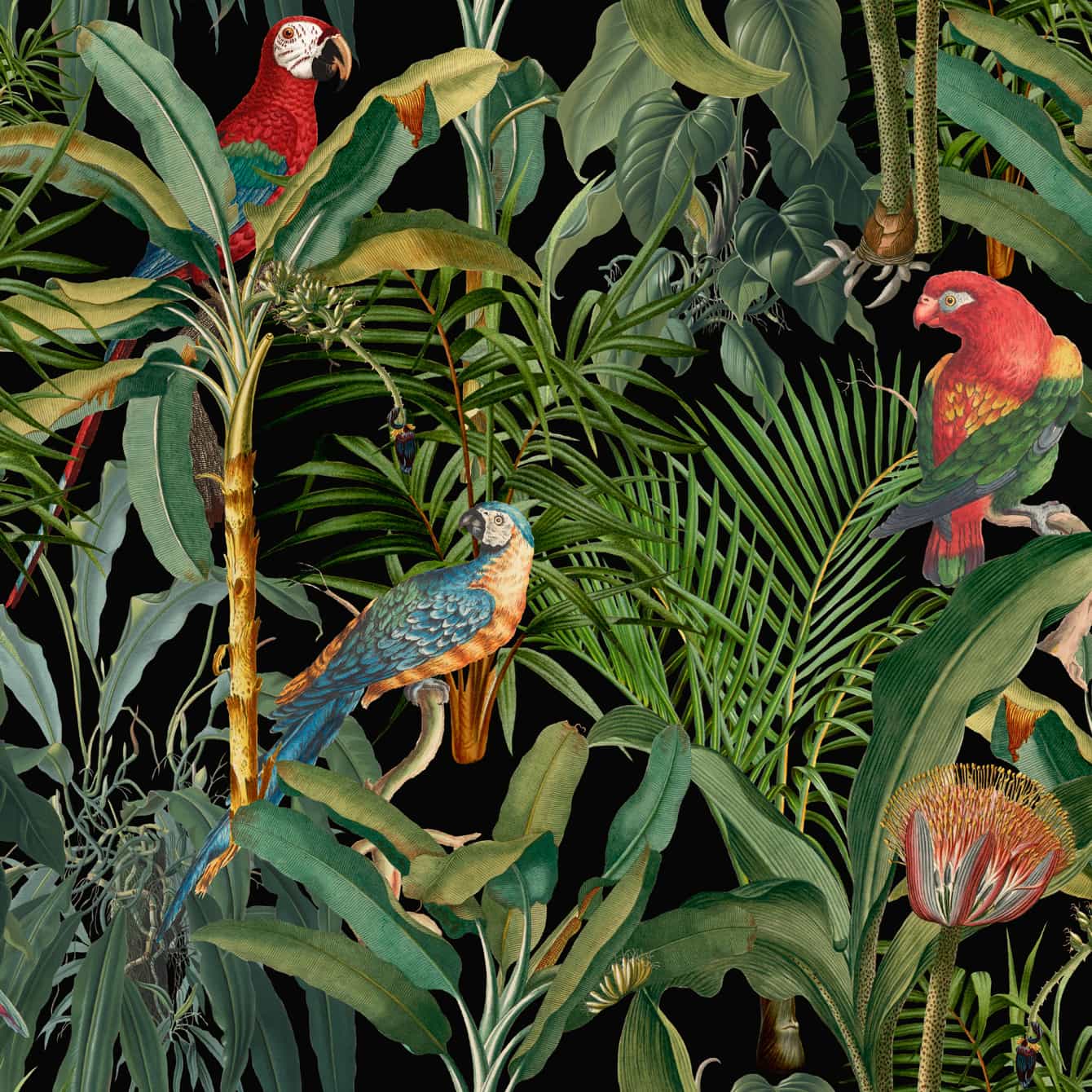 Tapete PARROTS OF BRASIL Anthracite-WP20522-MINDTHEGAP-MIND THE GAP Tapete PARROTS OF BRASIL Anthracite von MINDTHEGAP aus der Kategorie MIND THE GAP mit der Artikelnummer WP20522