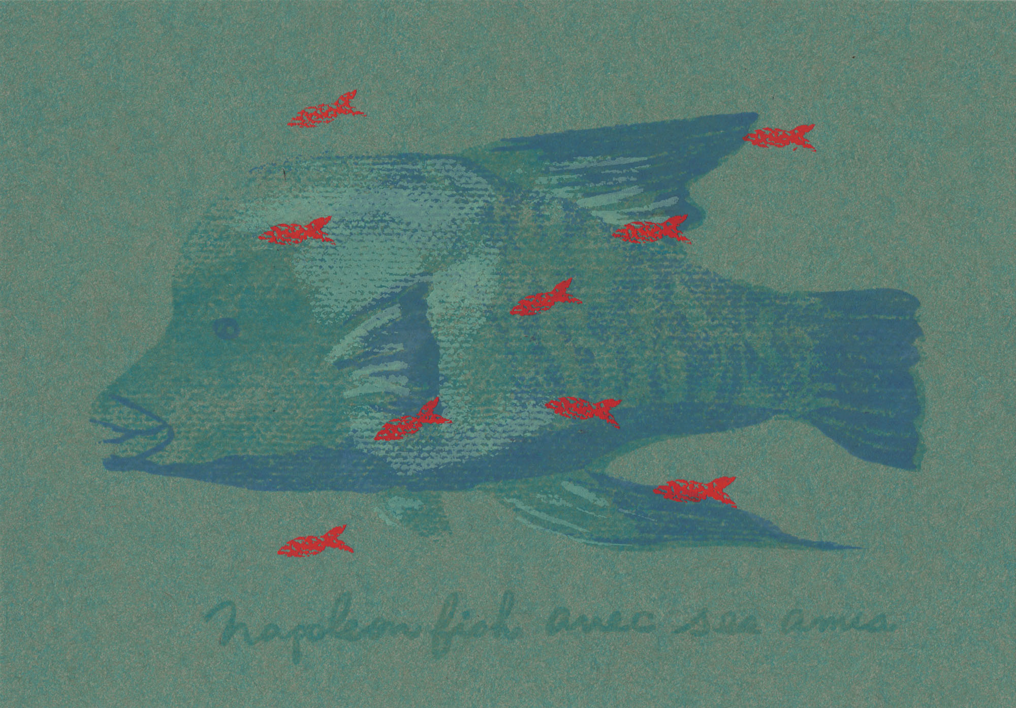 Napoleonfisch - Siebdruck Postkarte von Dimanche