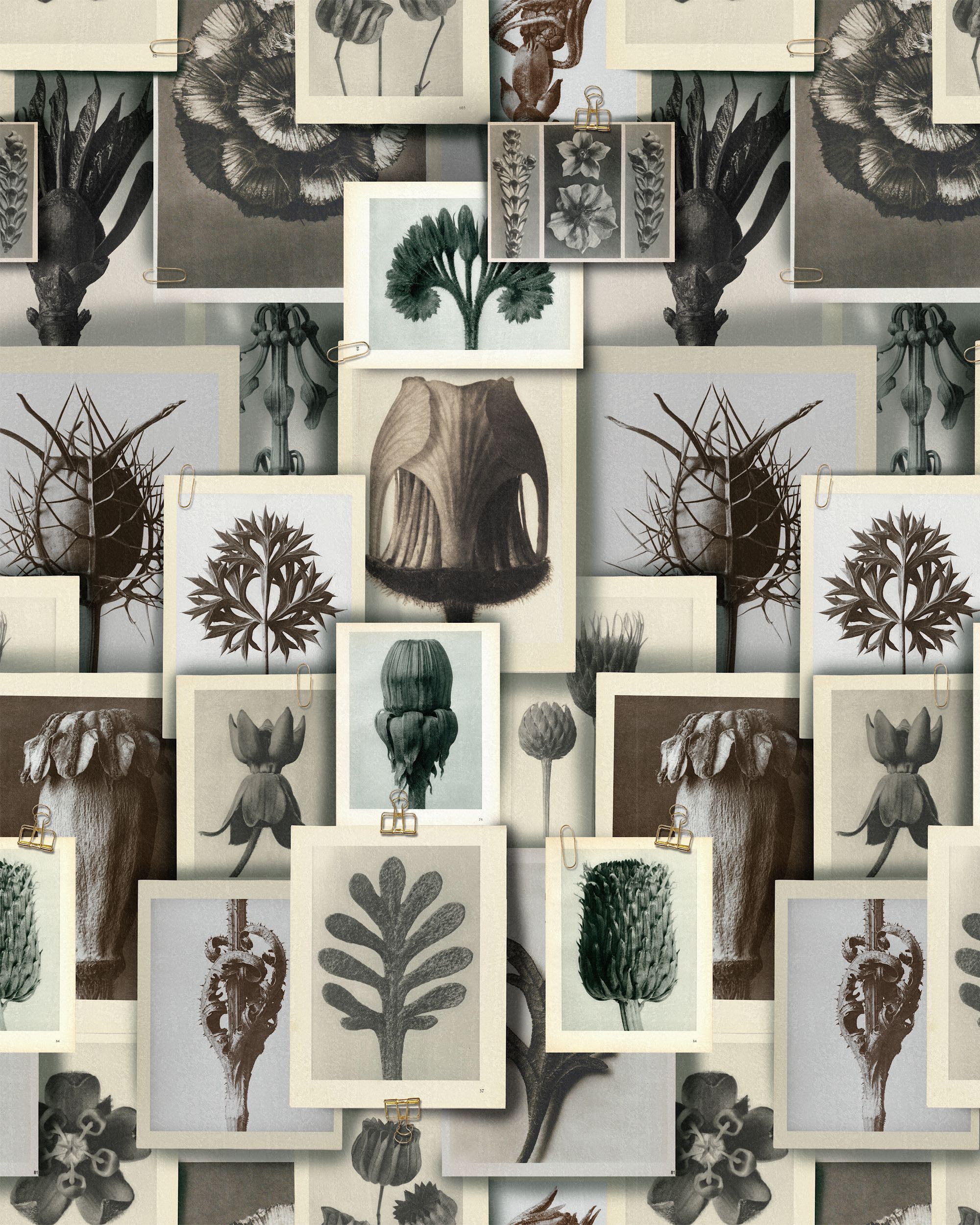 Tapete BLOSSFELDT'S ART FORMS-WP20595-MINDTHEGAP-MIND THE GAP Tapete BLOSSFELDT'S ART FORMS von MINDTHEGAP aus der Kategorie MIND THE GAP mit der Artikelnummer WP20595